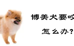 博美犬要咬人怎么办