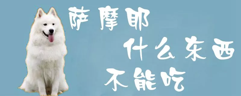 萨摩耶什么东西不能吃1