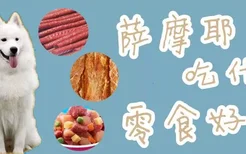 萨摩耶吃什么零食好