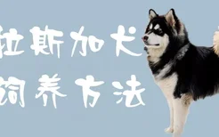 阿拉斯加犬饲养方法