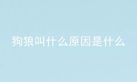 狗狼叫什么原因是什么