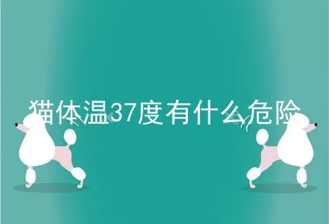 猫体温37度有什么危险