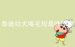 泰迪幼犬嘴毛短是咋回事