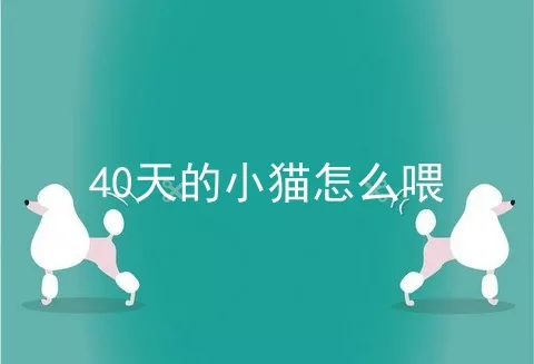 40天的小猫怎么喂