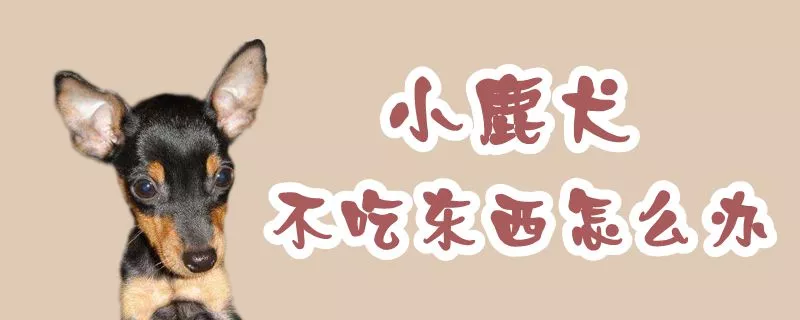 小鹿犬不吃东西怎么办