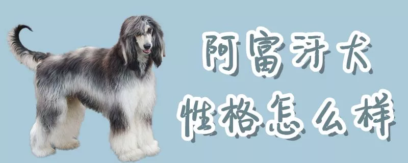 阿富汗犬性格怎么样