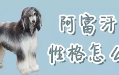 阿富汗犬性格怎么样