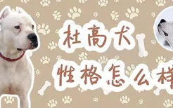 杜高犬性格怎么样