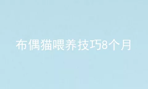 布偶猫喂养技巧8个月