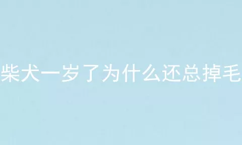 柴犬一岁了为什么还总掉毛