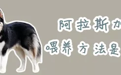 阿拉斯加犬喂养方法是什么