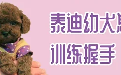 泰迪幼犬怎么训练握手