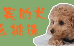 贵宾幼犬怎么挑选