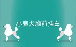 小鹿犬胸前挂白