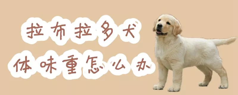 拉布拉多犬体味重怎么办