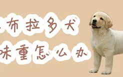 拉布拉多犬体味重怎么办