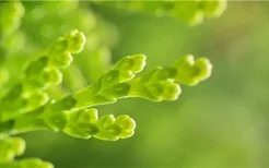 风信子花怎么种植方法