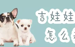 吉娃娃犬怎么养