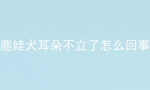 鹿娃犬耳朵不立了怎么回事