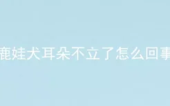 鹿娃犬耳朵不立了怎么回事