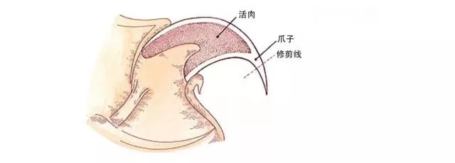 猫的爪子(猫的爪子有几个指头)