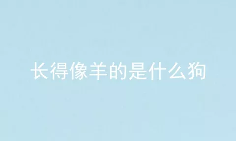 长得像羊的是什么狗