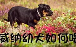 罗威纳幼犬如何喂养