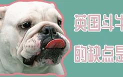 英国斗牛犬的缺点是什么