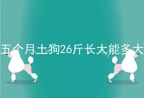 五个月土狗26斤长大能多大