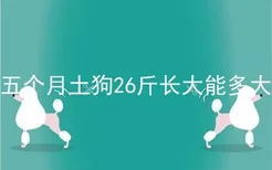 五个月土狗26斤长大能多大