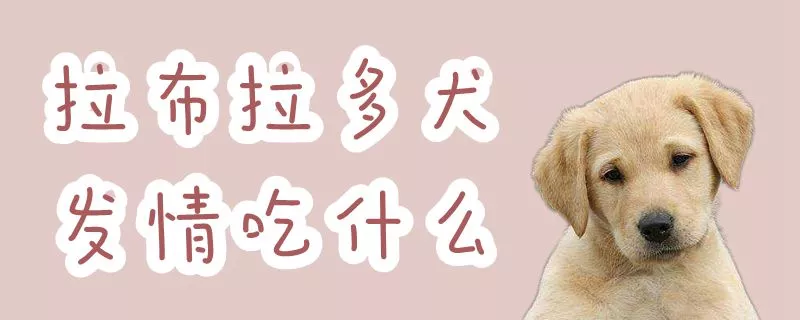 拉布拉多犬发情吃什么