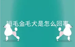 短毛金毛犬是怎么回事