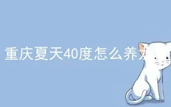 重庆夏天40度怎么养龙猫