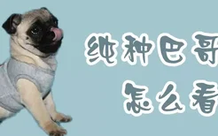 纯种巴哥犬怎么看