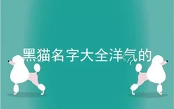 黑猫名字大全洋气的