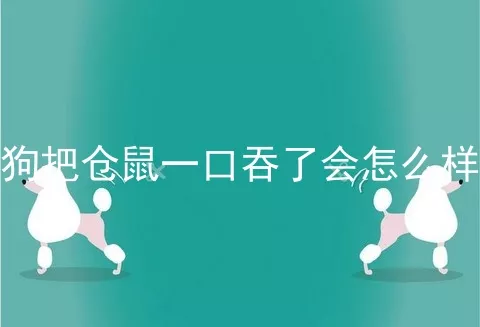 狗把仓鼠一口吞了会怎么样