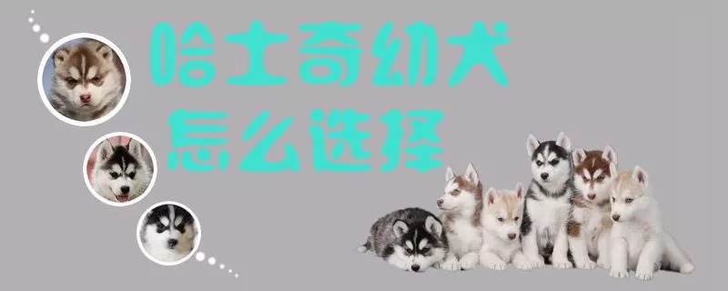 哈士奇幼犬怎么选择1