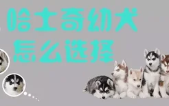 哈士奇幼犬怎么选择