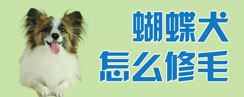 蝴蝶犬怎么修毛