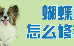 蝴蝶犬怎么修毛