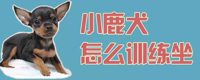 小鹿犬怎么训练坐