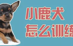 小鹿犬怎么训练坐