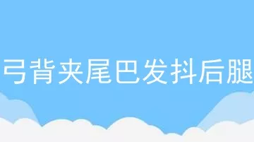 狗狗弓背夹尾巴发抖后腿无力