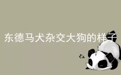 东德马犬杂交大狗的样子