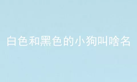 白色和黑色的小狗叫啥名