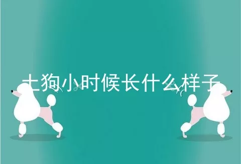 土狗小时候长什么样子