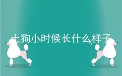 土狗小时候长什么样子