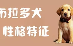 拉布拉多犬性格特征