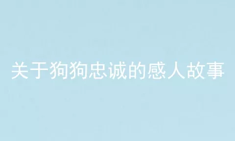 关于狗狗忠诚的感人故事