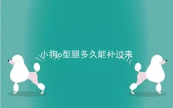 小狗o型腿多久能补过来